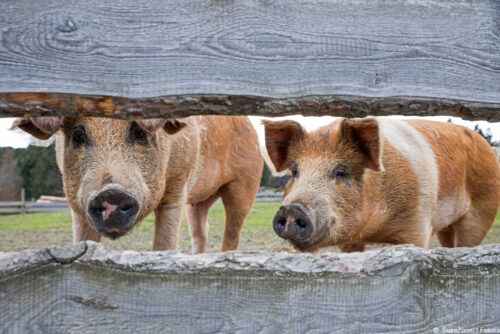 Schweinerassen: Beste Rassen für die Schweinezucht
