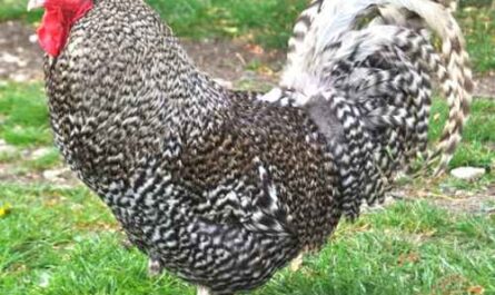 Schotten Platten Huhn: Eigenschaften, Temperament und Informationen zur Vollrasse