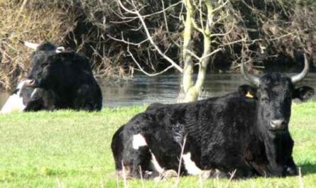 Shetland-Rinder: Eigenschaften, Verwendungen und vollständige Informationen zur Rasse