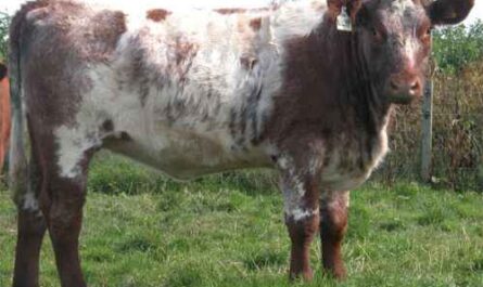 Shorthorn Rinder: Eigenschaften, Verwendungen und vollständige Rasseinformationen