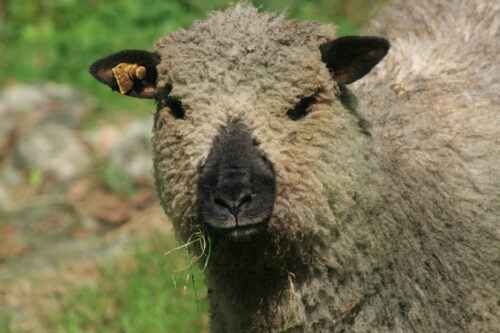 Shropshire-Schaf: Eigenschaften, Herkunft, Verwendungen und Rasseinformationen