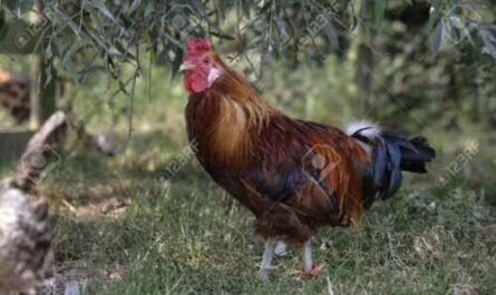 Sizilianische Butterblumen-Hühnerzucht: Geschäftsstartplan für Anfänger