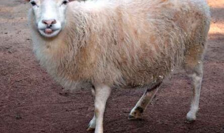 Skudde Schaf: Eigenschaften, Herkunft, Verwendungen und Rasseinformationen