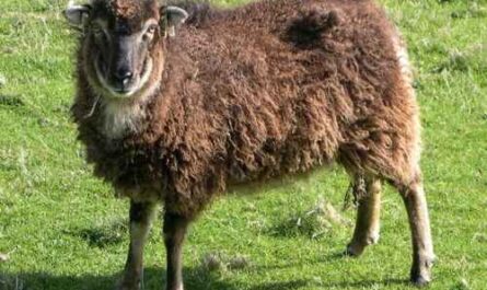 Soay Sheep: Eigenschaften, Herkunft, Verwendungen & Rasseinformationen