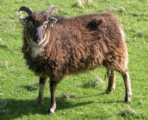 Soay Sheep: Eigenschaften, Herkunft, Verwendungen & Rasseinformationen