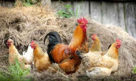 Sollten Sie Hühner aufziehen: Vor- und Nachteile der Hühnerzucht