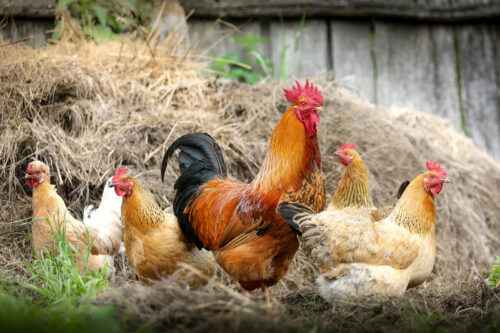Sollten Sie Hühner aufziehen: Vor- und Nachteile der Hühnerzucht