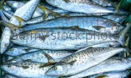 Spanischer Makrelenfisch mit schmalem Balken: Eigenschaften und Verwendungen