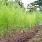 Spargel anbauen: Bio-Spargelanbau im Hausgarten