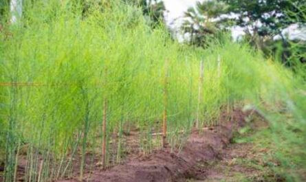 Spargel anbauen: Bio-Spargelanbau im Hausgarten