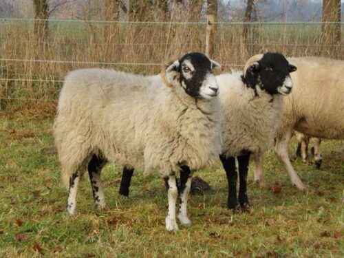 Swaledale Schafe: Eigenschaften, Herkunft, Verwendungen und Rasseinformationen