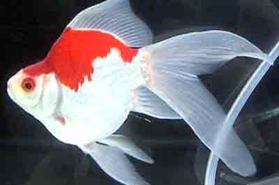 Tamasaba Goldfish: Eigenschaften, Ernährung, Aufzucht und Verwendung