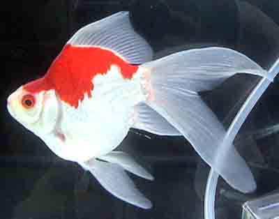 Tamasaba Goldfish: Eigenschaften, Ernährung, Aufzucht und Verwendung