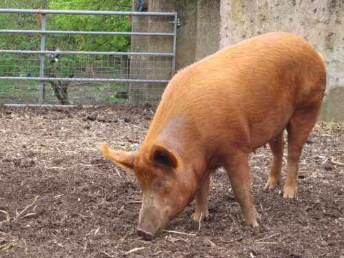 Tamworth-Schwein: Eigenschaften, Herkunft und Rasseinformationen