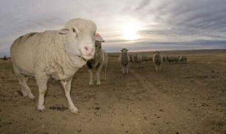 Targhee-Schafe: Eigenschaften, Herkunft, Verwendungen und Rasseinformationen