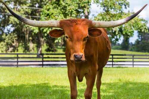 Texas Longhorn Rinder: Eigenschaften, Verwendungen und vollständige Informationen zur Rasse