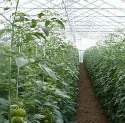Tomaten anbauen: Bio-Tomatenanbau im Hausgarten