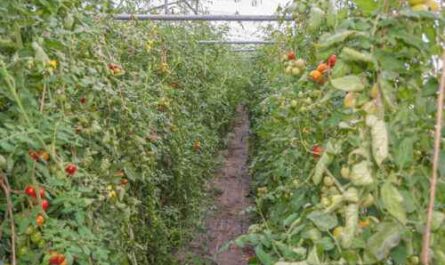 Tomatenanbau: Kommerzieller Tomatenanbau für Anfänger