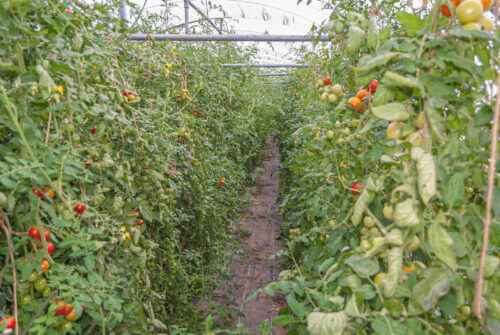 Tomatenanbau: Kommerzieller Tomatenanbau für Anfänger
