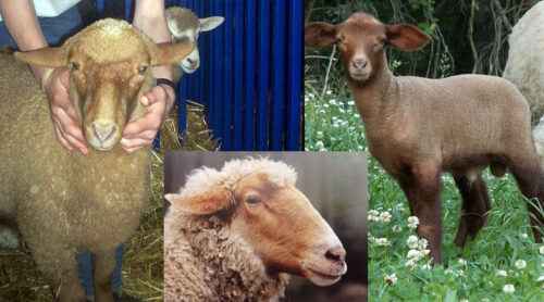 Tunis-Schafe: Eigenschaften, Herkunft, Verwendungen und Rasseinformationen