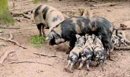 Turopolje-Schwein: Eigenschaften, Herkunft und Rasseinformationen