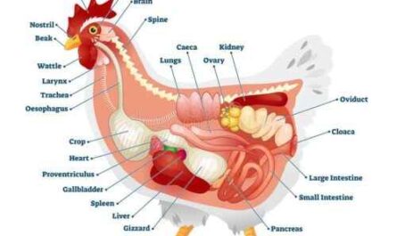 Verdauungssystem von Hühnern: Das Verdauungssystem von Geflügel