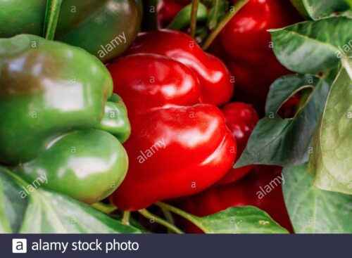 Wachsende süße Paprika: Paprika-Anbau im Hausgarten
