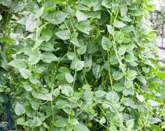 Wachsender Malabar-Spinat: Malabar-Spinat-Anbau für Anfänger