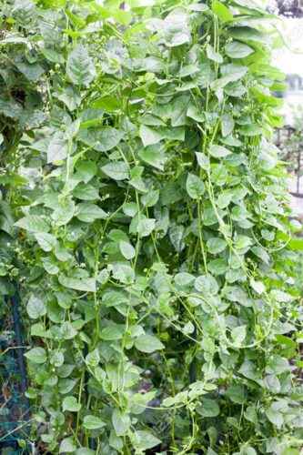 Wachsender Malabar-Spinat: Malabar-Spinat-Anbau für Anfänger