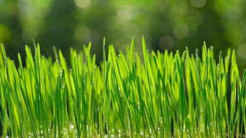 Wachsendes Weizengras: Biologischer Weizengras-Anbau im Hausgarten
