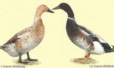 Walisische Harlekin-Ente: Eigenschaften, Verwendungen und vollständige Informationen zur Rasse