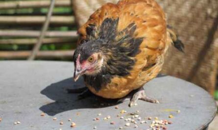 Was fressen Wildhühner: Informationen zu den Essgewohnheiten von Wildhühnern