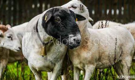 Weißes Suffolk-Schaf: Eigenschaften, Verwendungen und Rasseinformationen