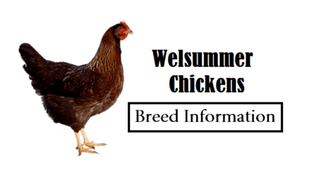 Welsummer-Huhn: Eigenschaften, Temperament und Informationen zur vollständigen Rasse