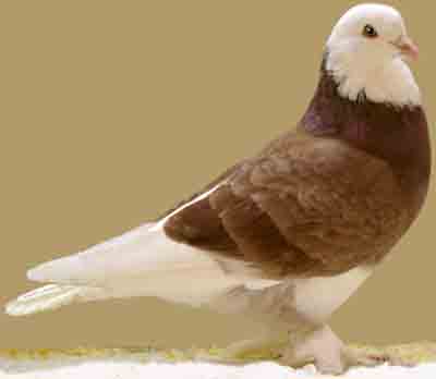 Westlich von England Tumbler Pigeon: Merkmale & Rasseinformationen