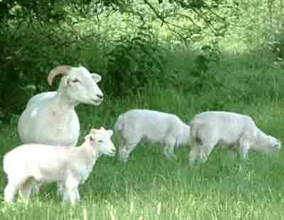 Wiltshire Horn Schafe: Eigenschaften, Herkunft und Rasseinformationen