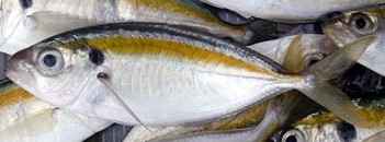 Gelbstreifen-Scad-Fisch: Eigenschaften, Ernährung, Zucht und Verwendung