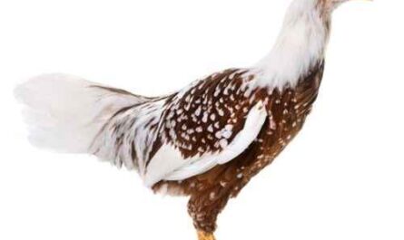 Yokohama Hühnerzucht: Geschäftsstartplan für Anfänger