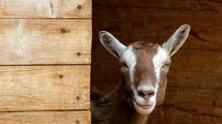 Ziegen gewinnbringend aufziehen: Wie man Ziegen züchtet, um Geld zu verdienen