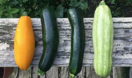 Zucchini anbauen: Bio-Zucchini-Anbau im Hausgarten