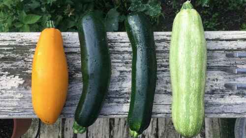 Zucchini anbauen: Bio-Zucchini-Anbau im Hausgarten