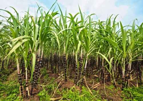 Zuckerrohranbau: Zuckerrohranbau für Anfänger