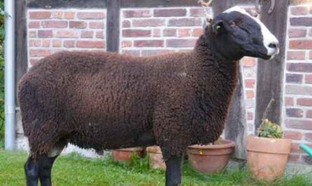 Zwartbles Schafe: Eigenschaften, Herkunft, Verwendung und Rasseinformationen