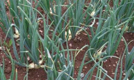 Zwiebeln anbauen: Bio-Zwiebelanbau im Hausgarten