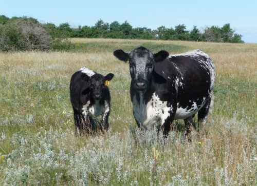 Amerikanische Viehzucht: Geschäftsstartplan für Anfänger