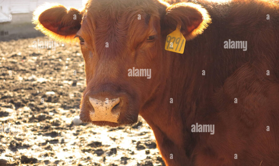 Angus-Rinder Farmen: Geschäftsstartplan für Anfänger