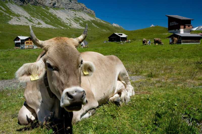 Arouquesa Rinderhaltung: Geschäftsstartplan für Anfänger