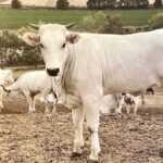 Chianina-Rinderzucht: Geschäftsstartplan für Anfänger