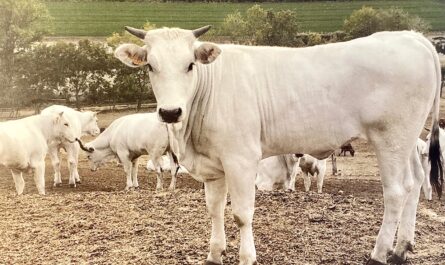 Chianina-Rinderzucht: Geschäftsstartplan für Anfänger