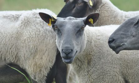 Impfplan für Schafe: Wann und wie man Schafe impft